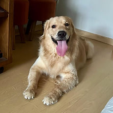 hospedagem_golden_retriver_rj.jpeg