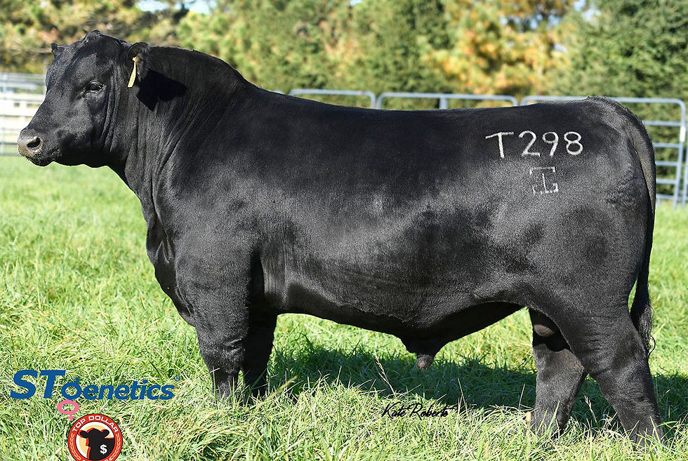 GAR Greater Good - Angus Bull