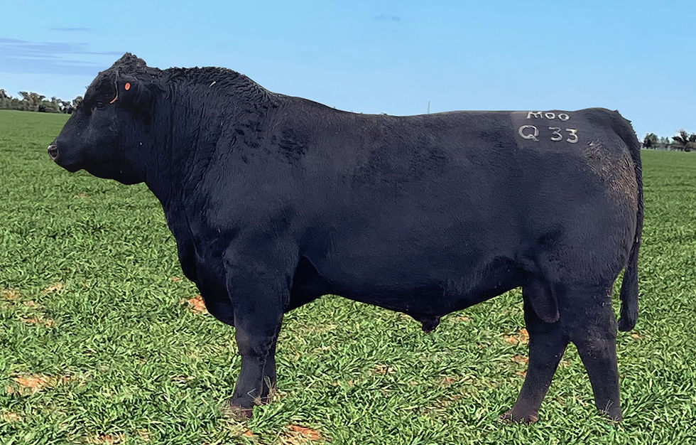 Moogenilla Quinella Q33 - Angus Bull
