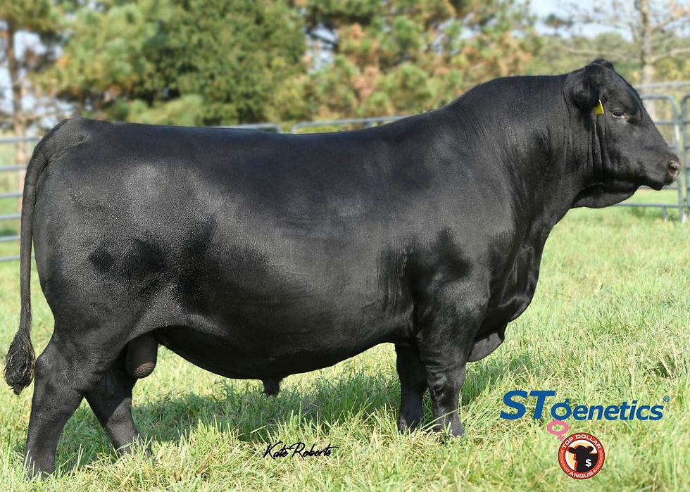 POS Winchester - Angus Bull
