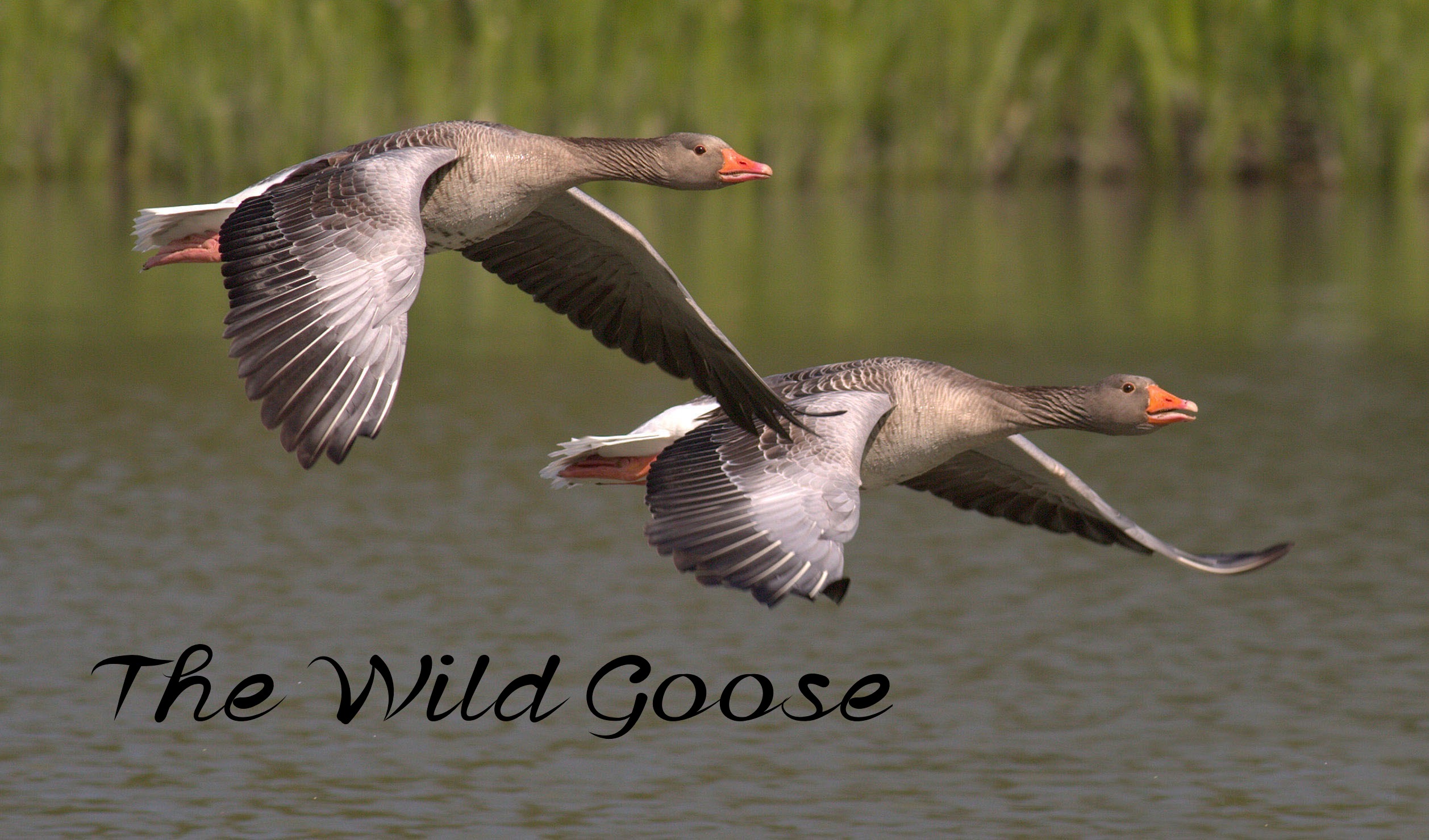 wild goose sound wild goose sound