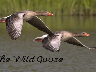 The Wild Goose