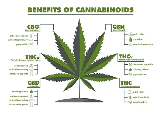 THC_leaf_work_final_005-01_2048x2048.webp