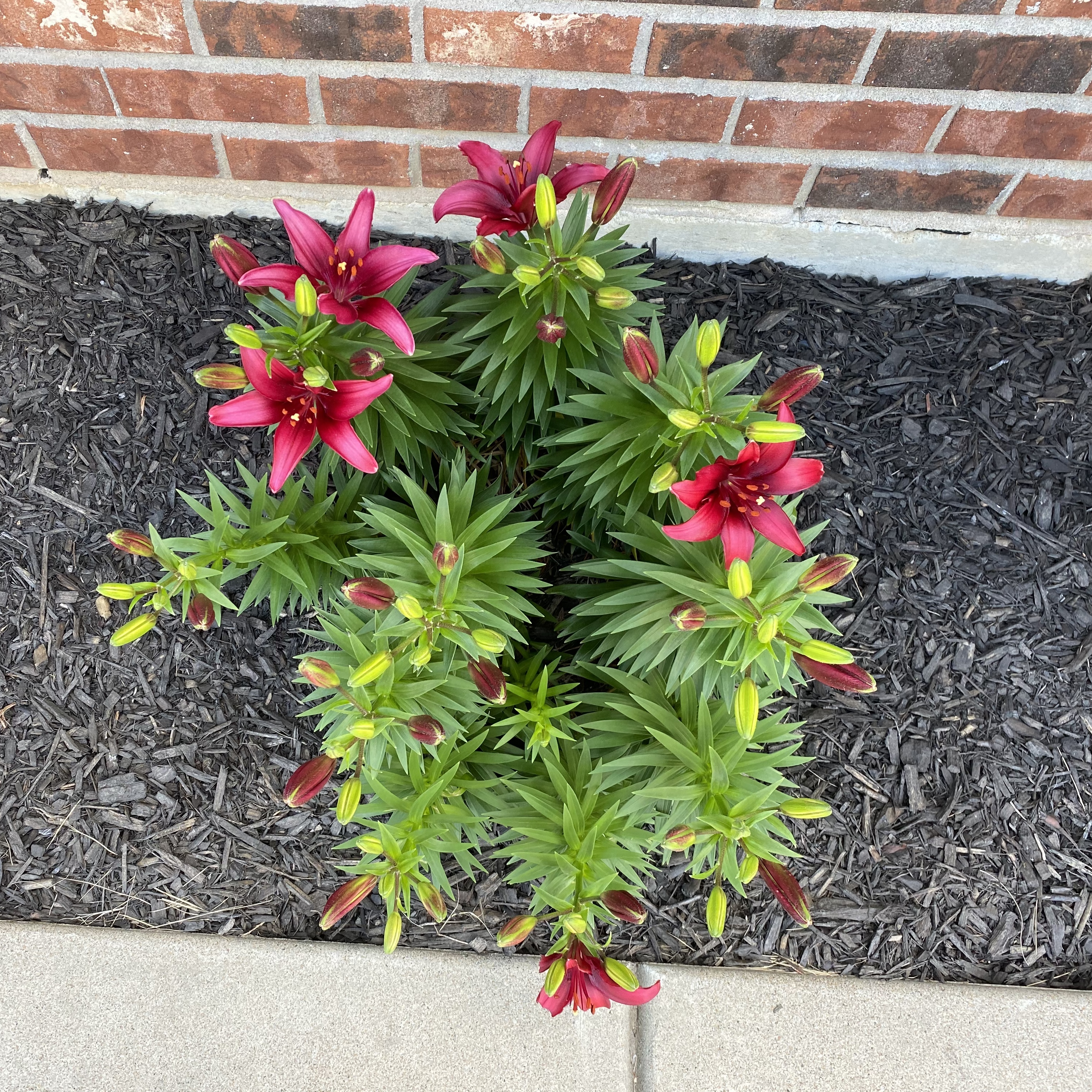 Writer: Luxury Lawn Services