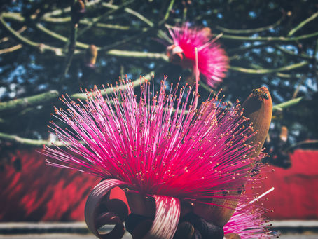 Xiloxochitl, el árbol mexicano de las hermosas flores con cabellos de colores