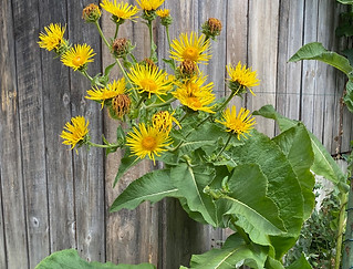 Alte Bauerngarten-Pflanze