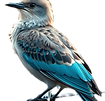 generate a fucking bird on a car.png