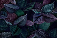 pd19-minty-15-leaf_1_edited_edited.jpg