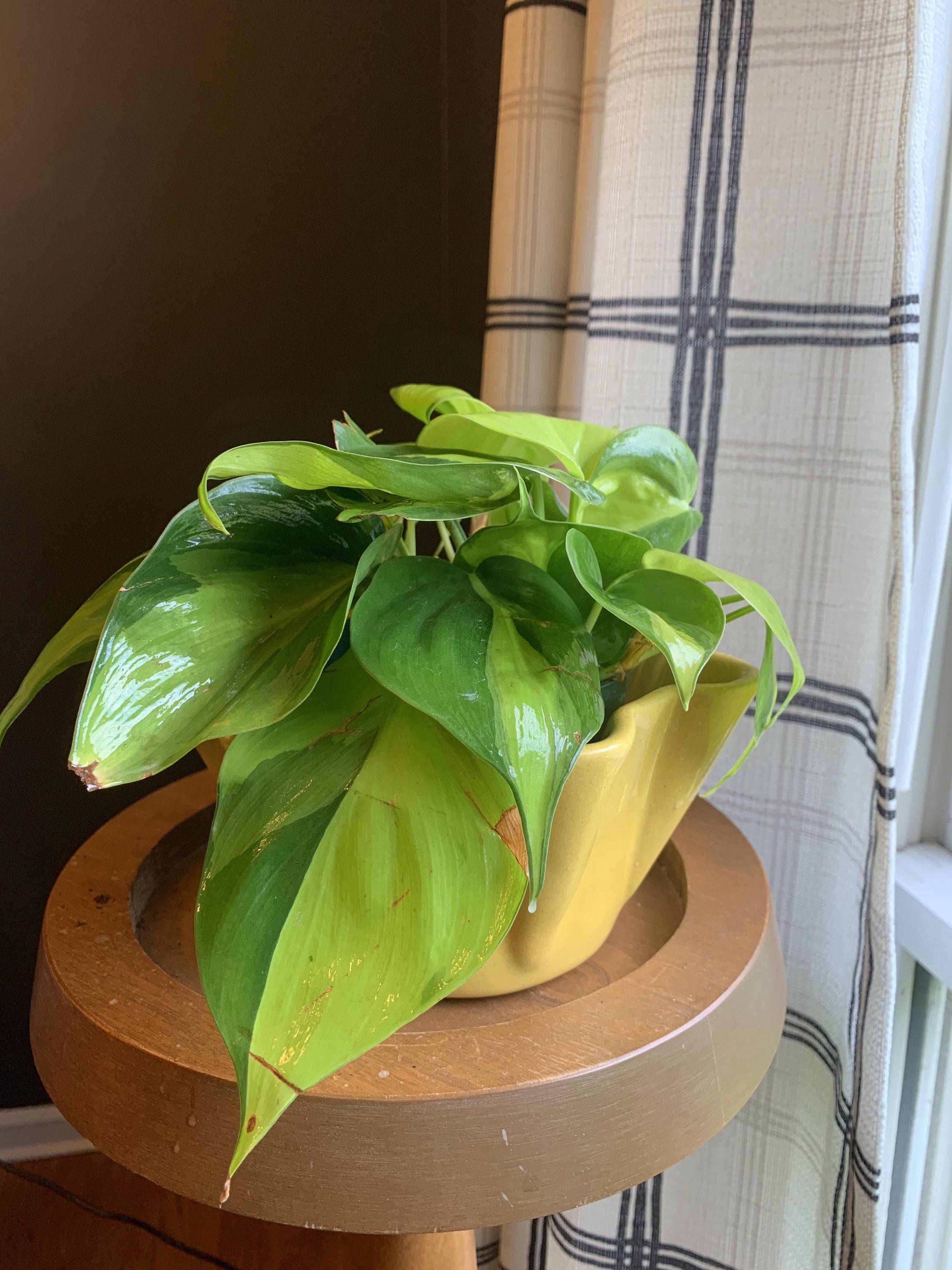 Golden Pothos