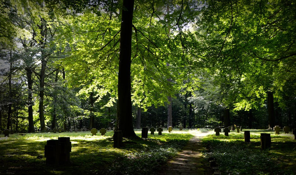 Green Leaved Tall Trees Under Sunny Sky