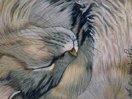 A Cat fast asleep