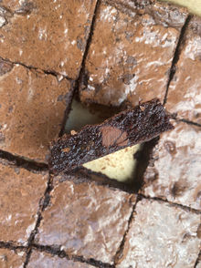 Brown butter chocolate chip brownies