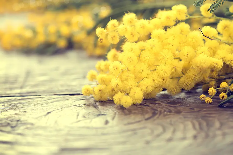 Mimosa.webp