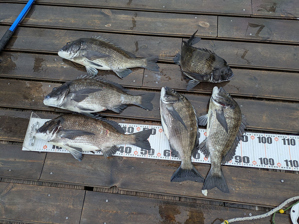 かぶせ釣りの釣果。この時期はカキ餌でよく釣れています。