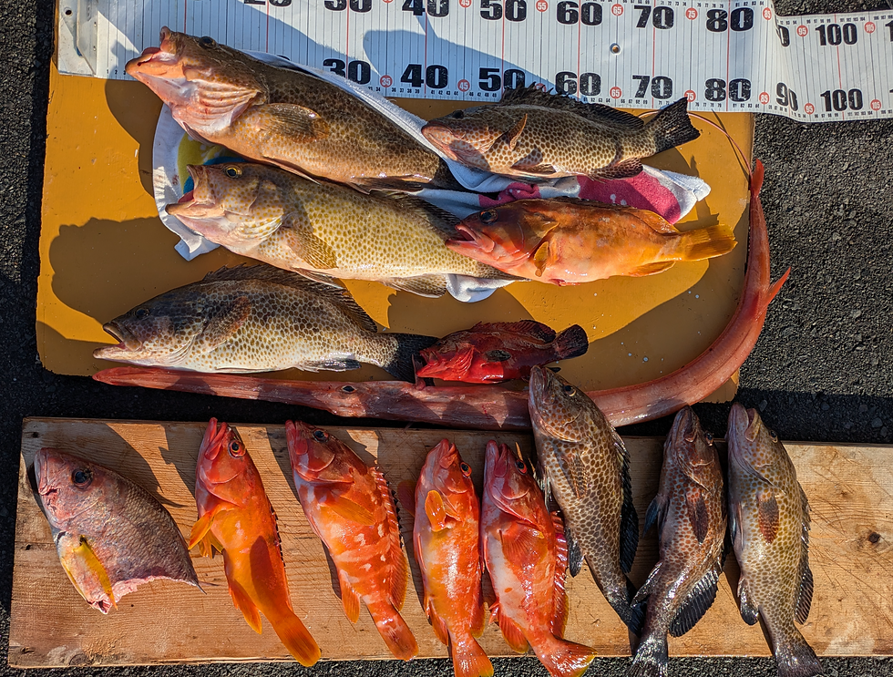サメやシャチもよく湾内に出没　半身を食べられた🐟
