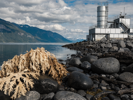 The Carbon Paradox: When Natural Solutions Fall Short and Industrial Innovation Steps Forward