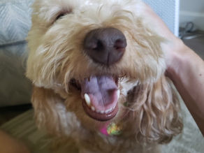 Elevating Pet Care: How I Serve Discerning Pet Owners