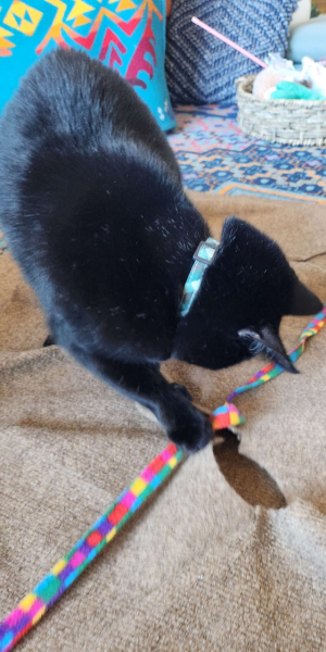 A black cat plays with her toy with DB Pet Sitter