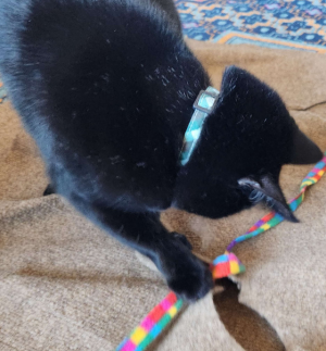 A black cat plays with her toy with DB Pet Sitter
