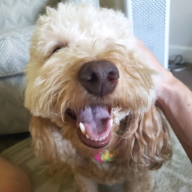 Dog looking very happy with his mouth open, eyes shut. while a person is petting her head.