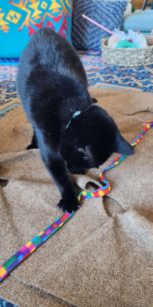 A black cat plays with her toy with DB Pet Sitter