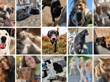 Sioux City Pet Sitter November Recap