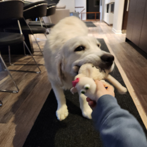 White dog playing tug of war with DB Pet Sitter