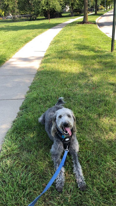 grey dog looking happy and tired while sitting on his stomach on the grass.