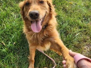  The Meet and Greet Experience