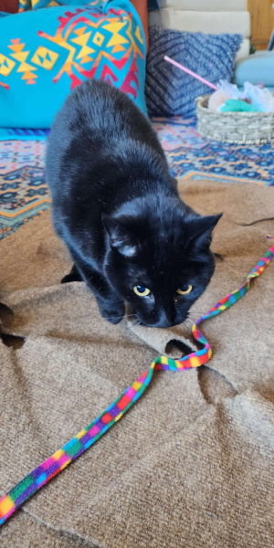 A black cat plays with her toy with DB Pet Sitter