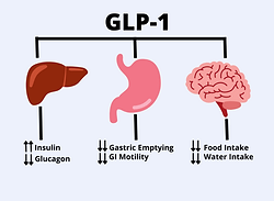 semaglutide wellesley How GLP Medical Group use Semaglutide For Weight Loss semaglutide wellesley How GLP Medical Group use Semaglutide For Weight Loss