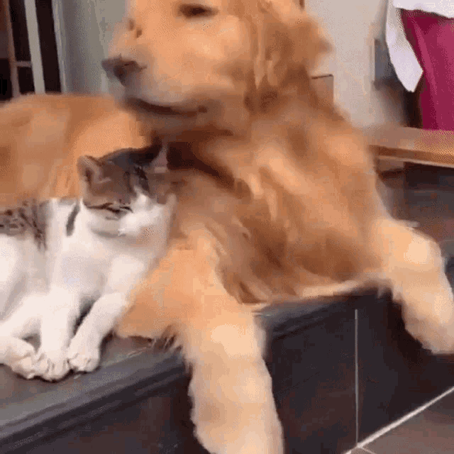 gato y perro.gif