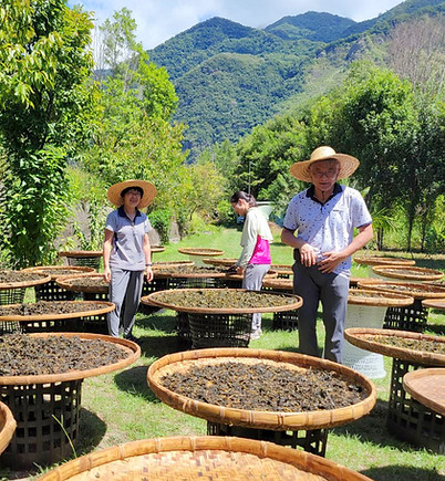 覺茶手作桑葉茶農場製茶過程