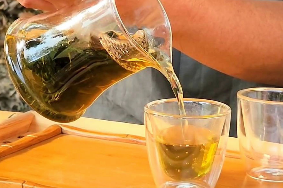 冷泡熱泡都好喝的桑葉茶富含天然GABA等多種營養元素