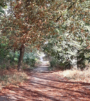 Arbres en lumière