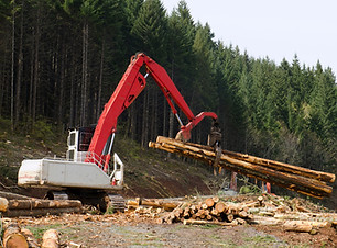 Excavator moving logs in forest