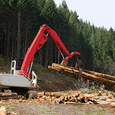 Excavator moving logs in forest
