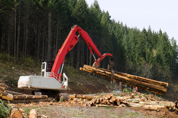 Excavator moving logs in forest