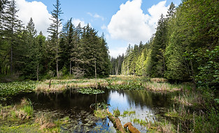 2025_05_04_StimpsonFamilyNatureReserve-70.jpg