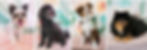 Toilettage chien