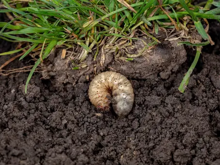 Spring Lawn Damage? It Might Be European Chafer Grubs