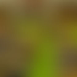 Secretary-General António Guterres delivers remarks at a meeting of the Parliament of Papua New Guinea. (file)