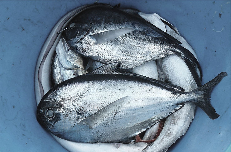Fish Pail_edited.jpg