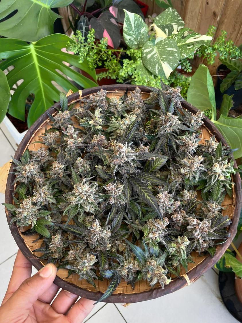 Miniature : graines de collection purple punch xxl féminisées dalon seeds