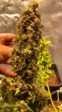 Miniature : graines de collection amnesia kush féminisées dalon seeds réunion 974