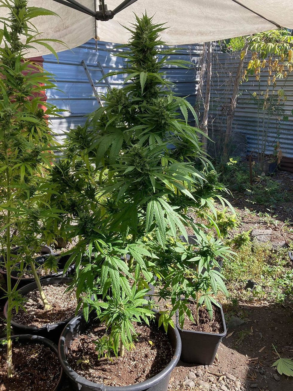 Miniature : graines de collection amnesia kush féminisées dalon seeds réunion 974