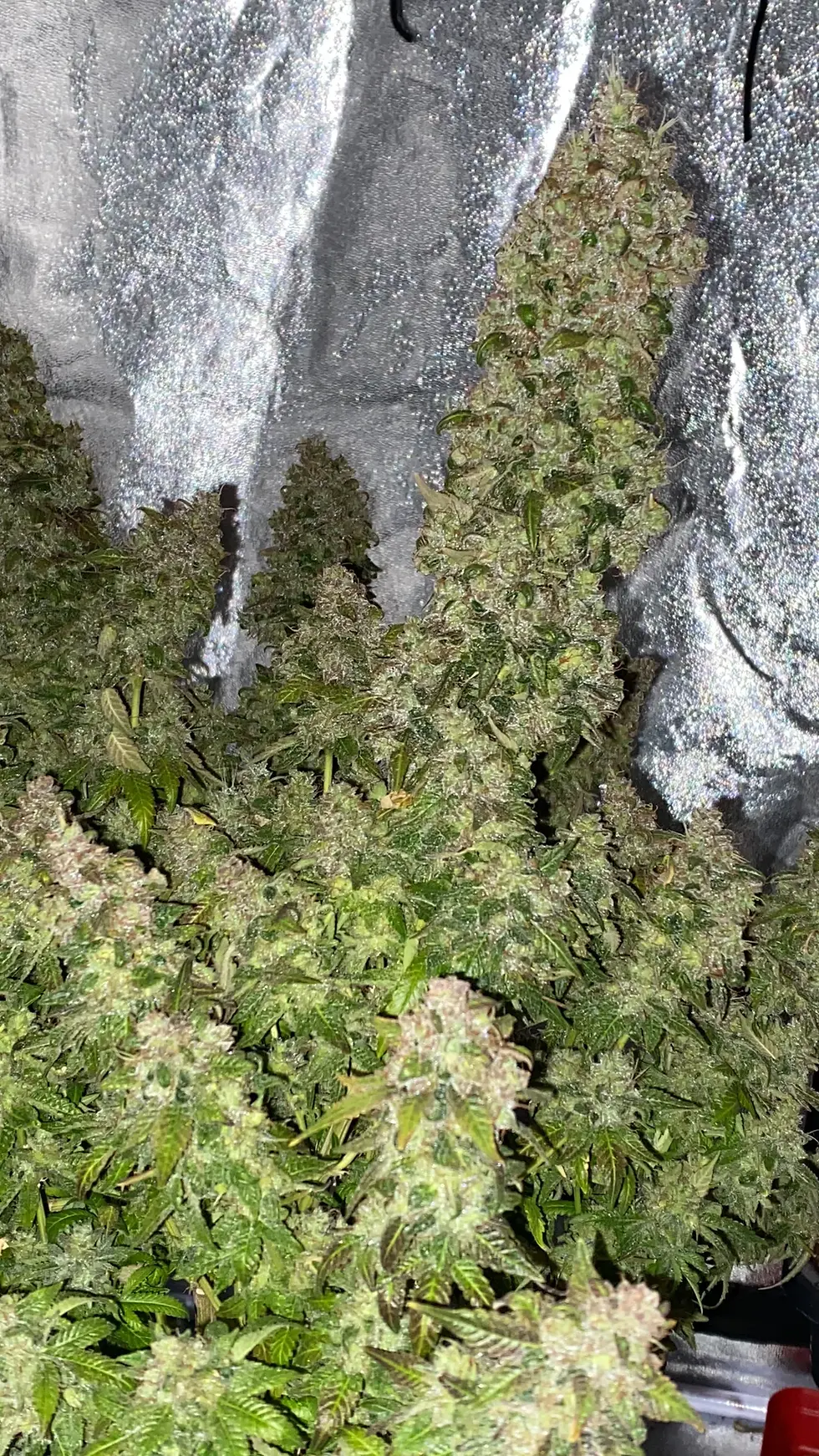 Miniature : graines de collection amnesia kush féminisées dalon seeds réunion 974