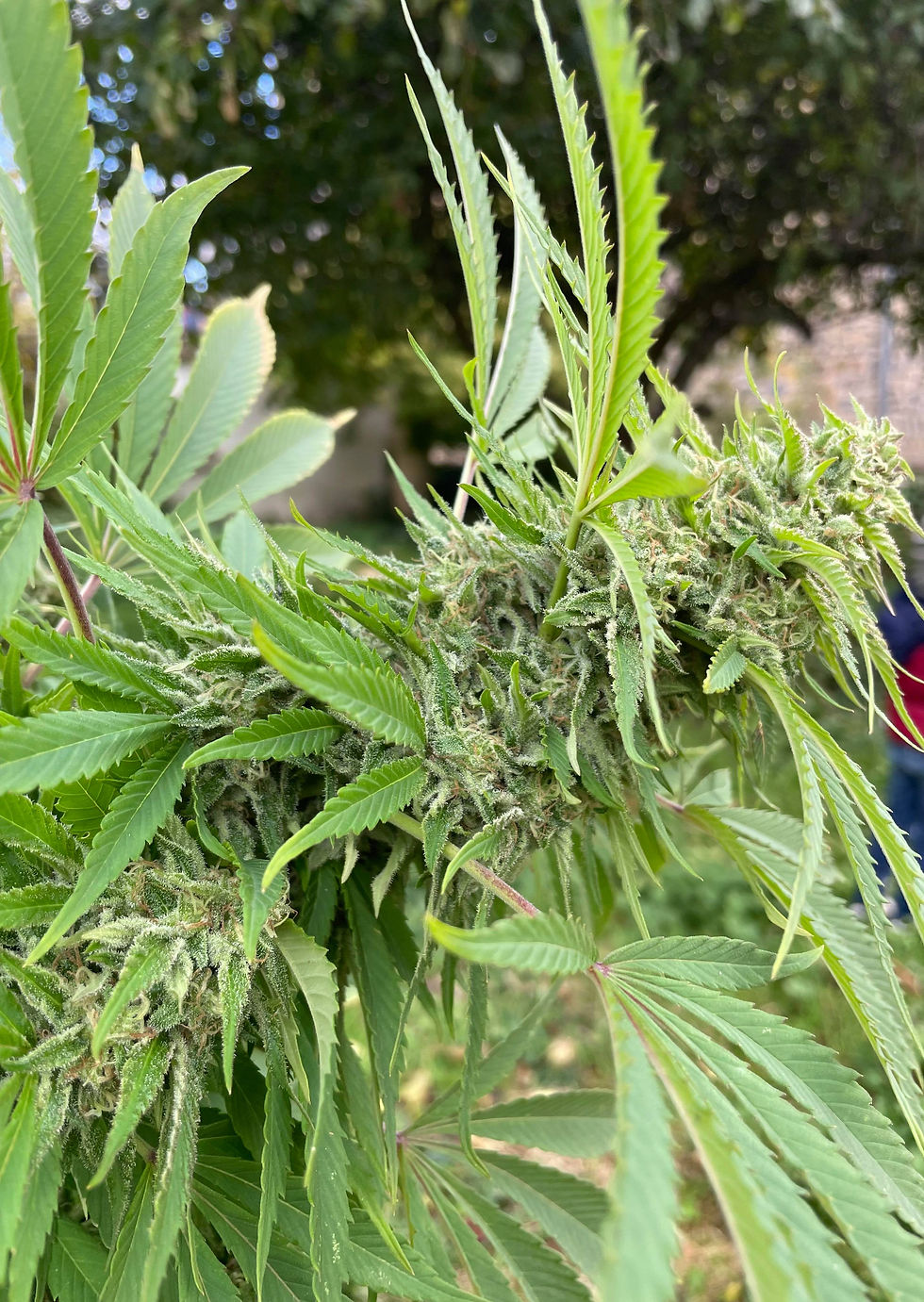 Miniature : graines de collection dodomina black féminisées dalon seeds réunion 974