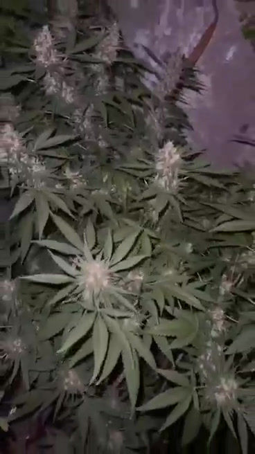 Miniature : graines de collection big gorilla féminisées dalon seeds réunion 974