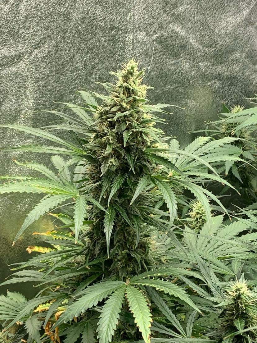 Miniature : graines de collection girl scout cookies autofloraison dalon seeds